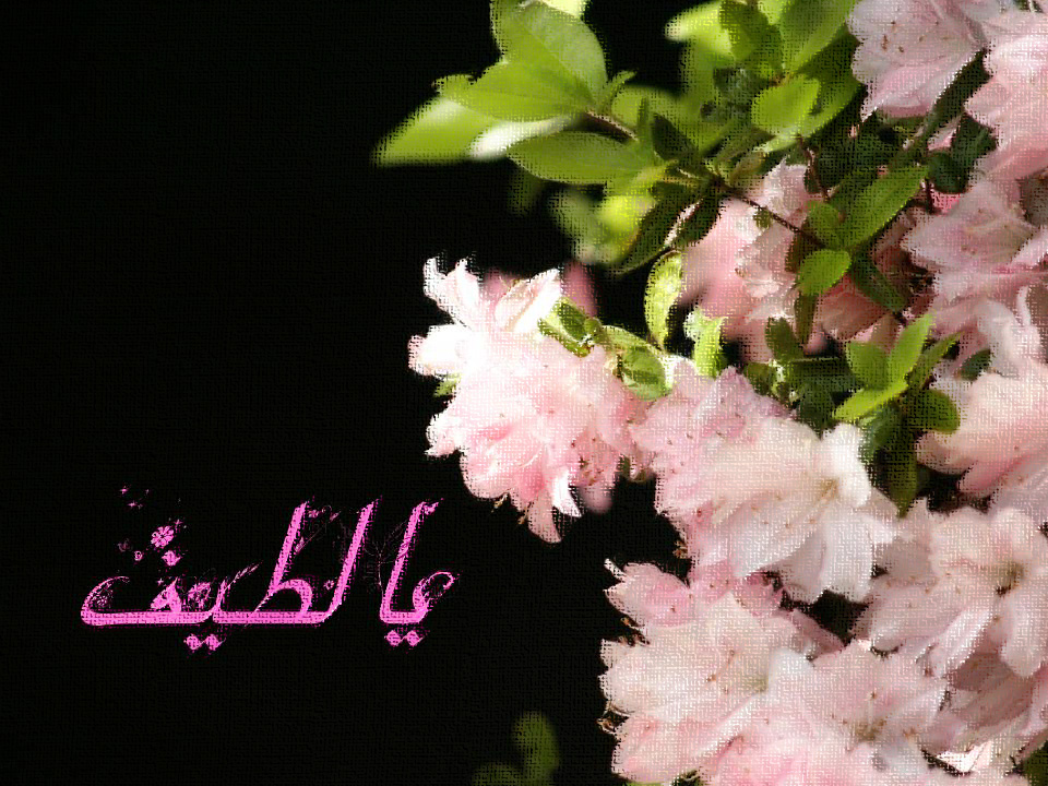 %20لطیف1.jpg